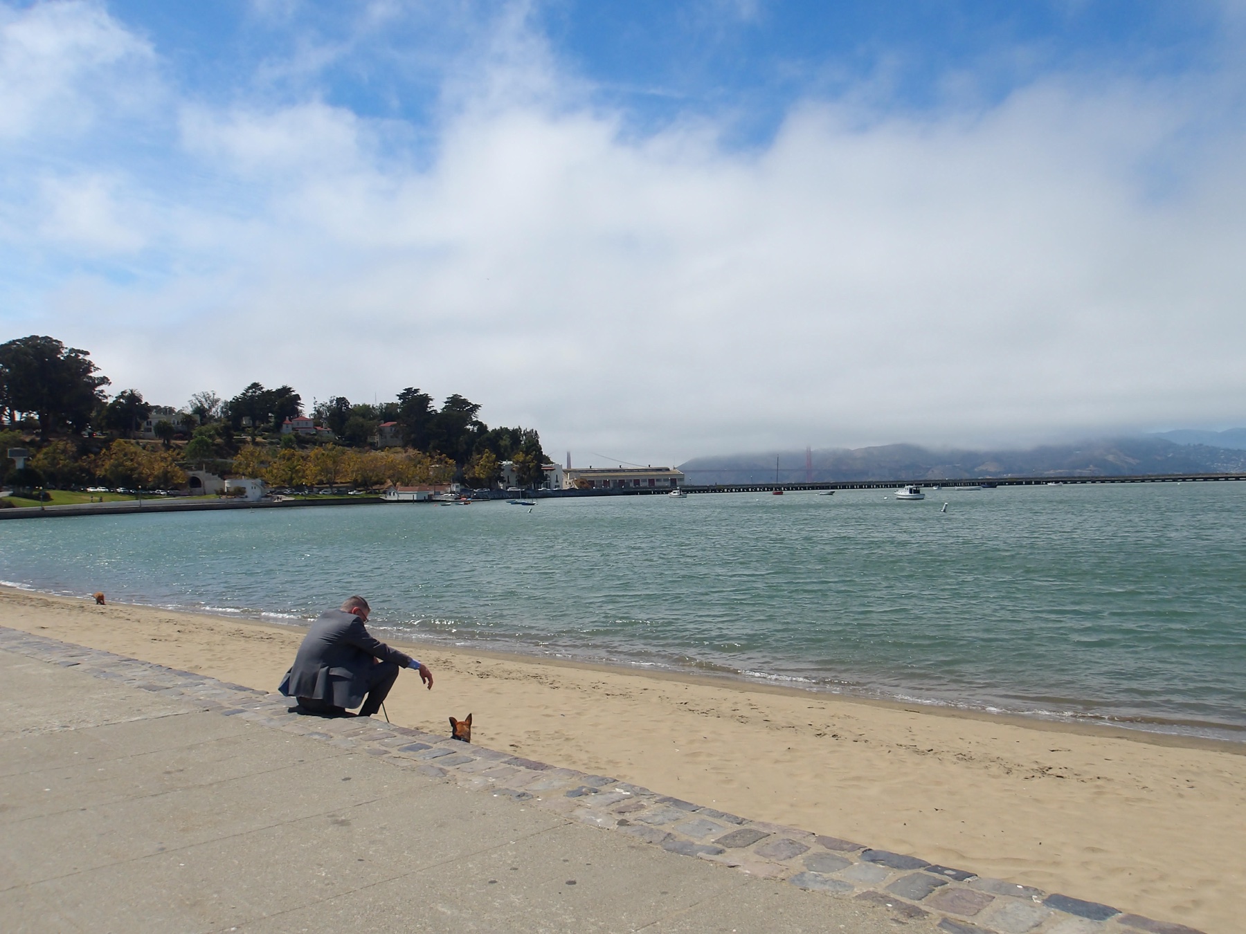 A person and their dog beside a misty bay