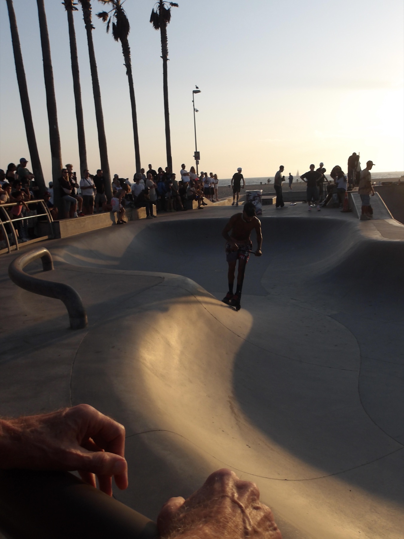 Rider in a curved skatepark beneath palm trees